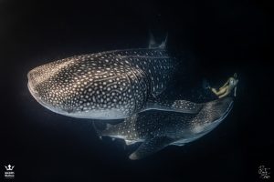 maldives-whaleshark-night-best-maldives