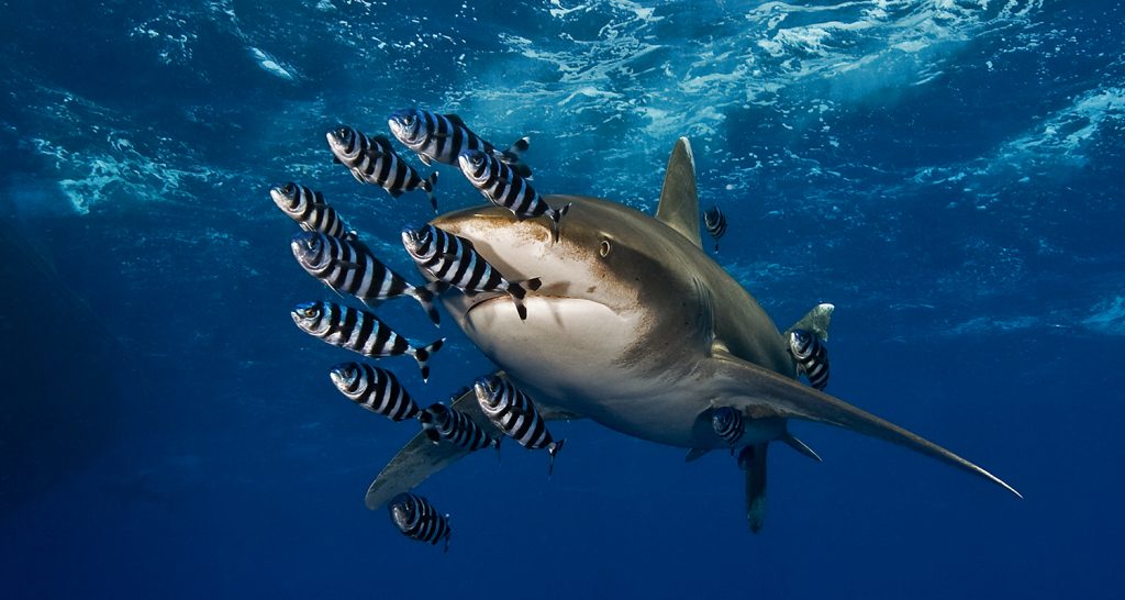 Diving Red Sea. Oceanic White tips shark