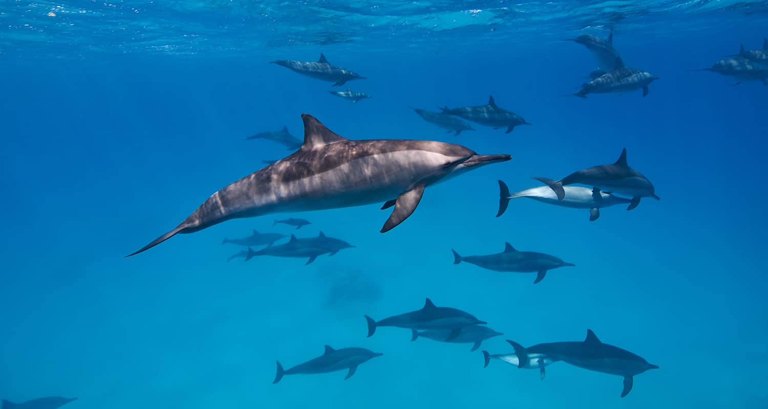 Dolphins in Sataya, Red Sea diving liveaboard