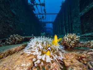 EBS Route. Diving in the Red Sea, Salem Express wreck. Clown fish