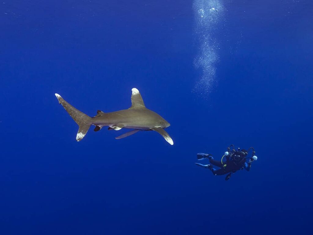 Underwater photographer diving with longimanus