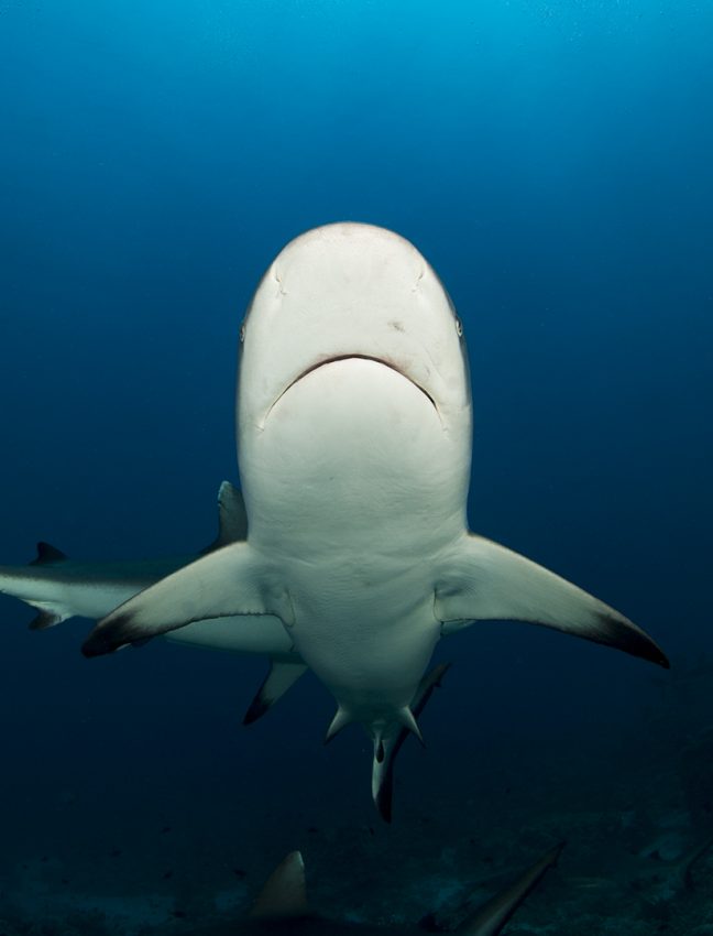 Diving in Sudan, reef grey shark