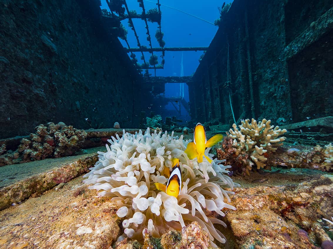 Buceo en Mar Rojo, Egipto, peces payaso