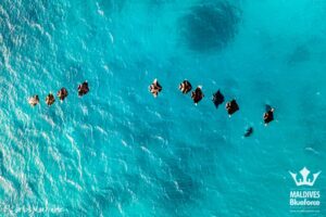 Mantas comiendo plancton desde el aire en Hanifaru