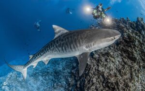 Diving in Maldives - tiger shark