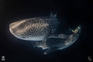 maldives-whaleshark-night-best-maldives