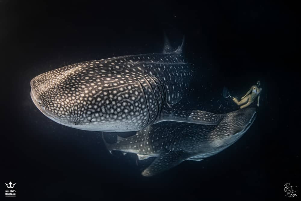 Visit Maldives - Experiences > Connecting with Whale Sharks: The