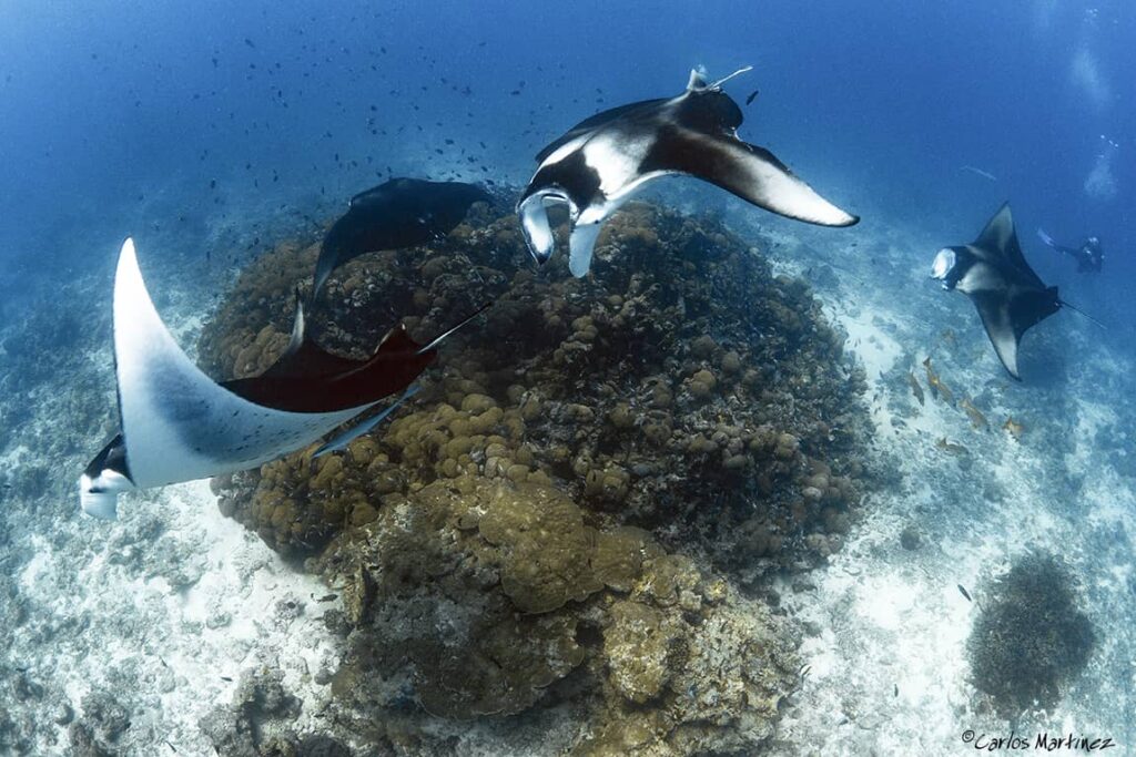 Cleaning stations. Mantas favorite place - Blue Force Fleet