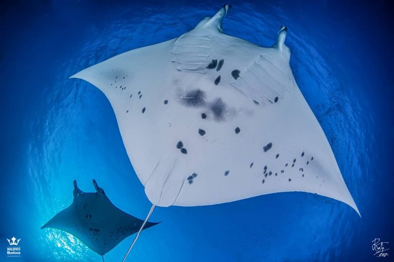 manta ray size