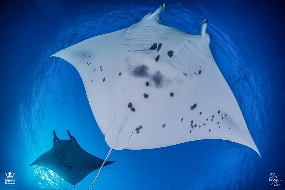 Manta Rays Size and how they feeds - Blue Force Fleet