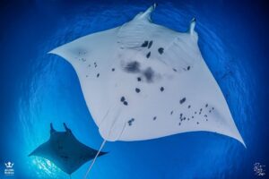 Manta ray photographed by Rafa Fernández in the Maldives.