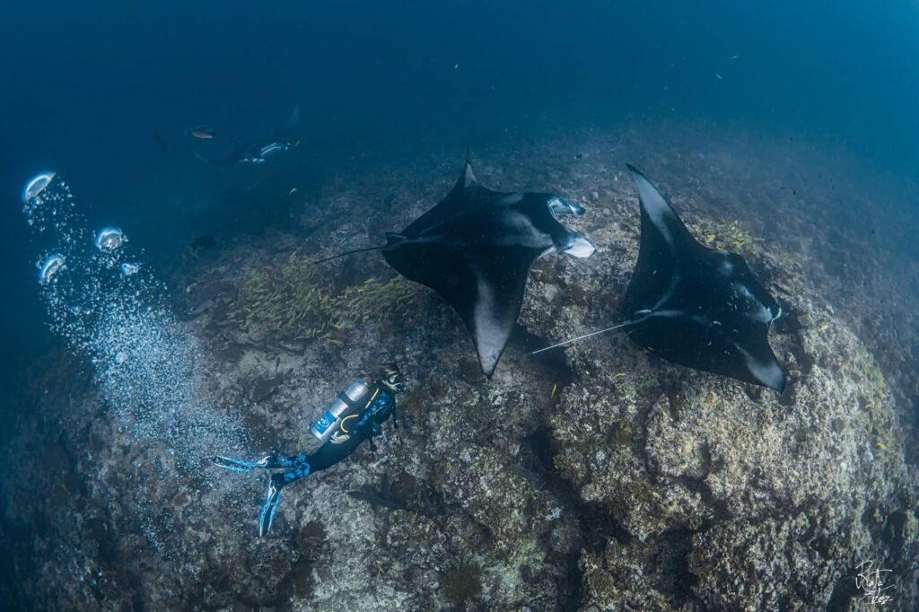 Una manta negra, Manta alfredi, visita una estación de limpieza en