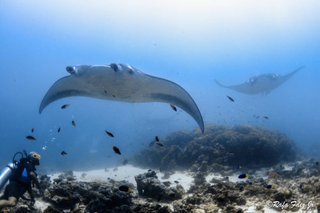 Área de desparasitación de mantarrayas