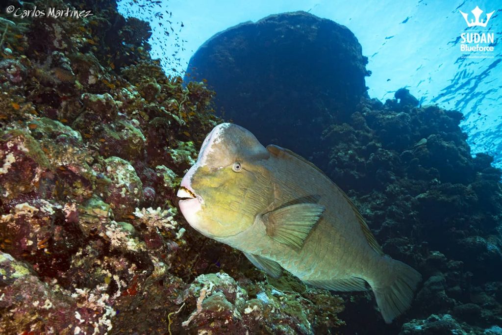 Bumphead parrot fish in Sanganeb reef